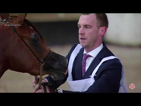 N.147 SAHERHA AL SHAHANIA - 22nd Qatar National 2019 - 2 Years Old Fillies (Class 4A)