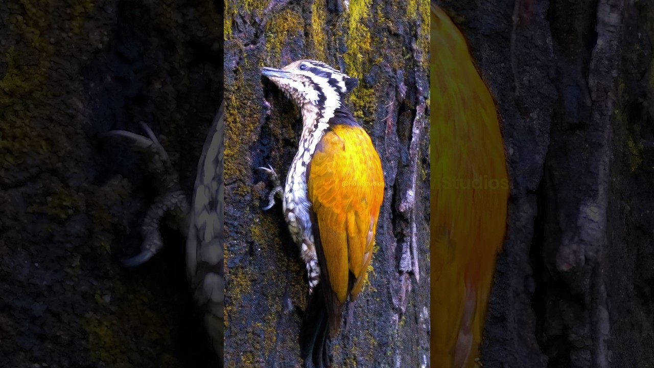 Himalayan Flameback Woodpecker Foraging and Biology