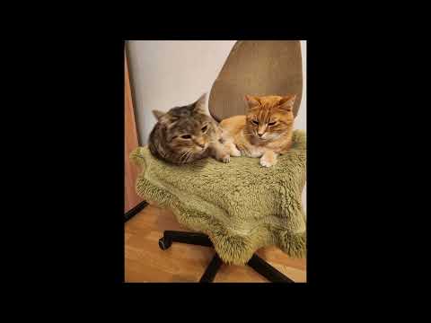 25-01-22 Szenen einer Katzenliebe