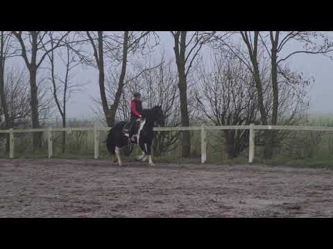 Stal Okkema's Ineke - Barock Pinto - Mare