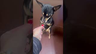 Video preview image #1 Chihuahua-Unknown Mix Puppy For Sale in Westwood, NJ, USA
