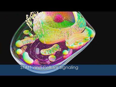 Unlocking the Secrets of STAT1 Protein: Cellular Signaling Explained!