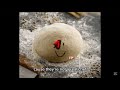 Cross Contamination John Dough Chase Theme Forsaken OST