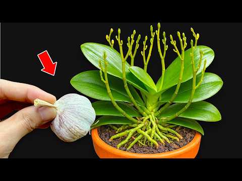 Placing garlic at the base of an orchid plant will make it grow miraculously all year roundl.