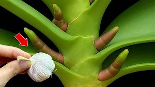 Placing garlic at the base of an orchid plant will make it grow miraculously all year roundl.