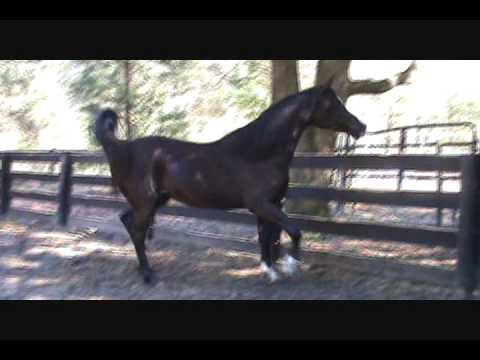 download lagu mp3 mp4 Rose Breeze Arabians, download lagu Rose Breeze Arabians gratis, unduh video klip Rose Breeze Arabians