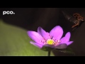 Ladybugs take off - in slow motion (XXL)