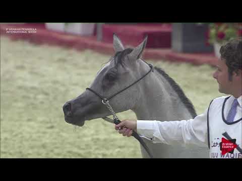 N.1 RAYANA AL SRAIYA - 2019 Qatar Int. Peninsula show - Yearling Fillies (Class 1A)