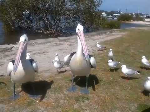 YouTube video