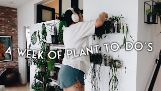 almost 3 hour long week of plant to-do's #16! plant purge, tropicals plants pop up & repotting!