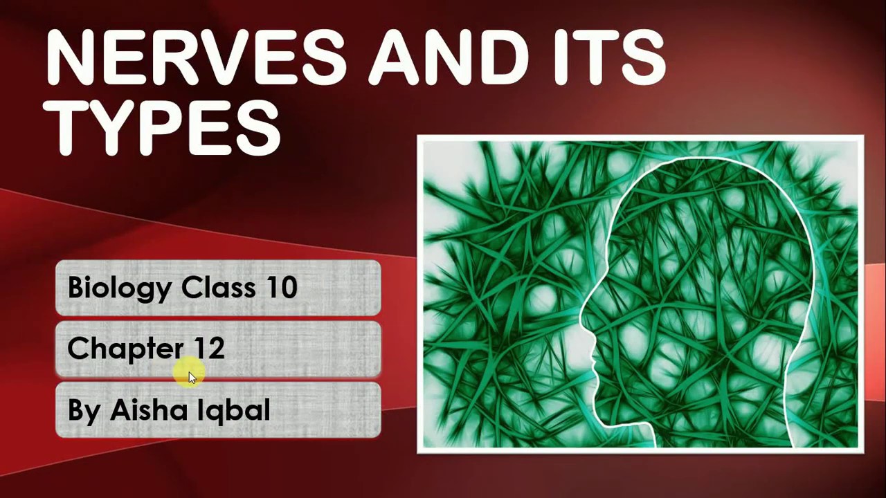 Nerves and its Types
