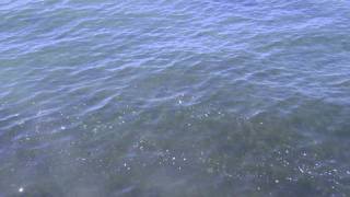 Blue Is the Water-- brown bird