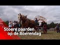 Stoere paarden op de Boerendag - Brabants Buske