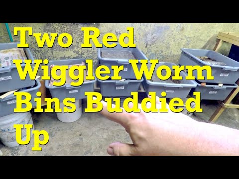 120- & 60-day red wiggler bins buddied up & fed - vermicompost