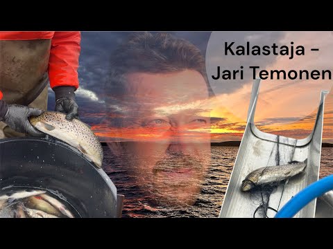 AMMATTIKALASTUSTA INARILLA MARRASKUUN TUISKUSSA || YLI 200kg SIIKAA