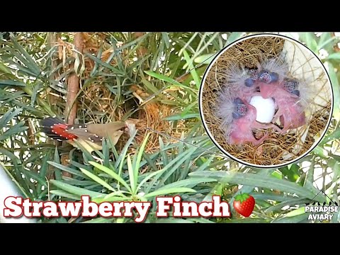 Strawberry finch / Red avadavat : Day by Day in the nest Timelapse ( Amandava amandava ) | Birds