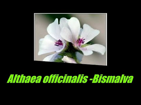 ALTEA - BISMALVA - ALTHAEA OFFICINALIS. Antiinfiammatoria. Emolliente. Lassativa. Decongestionante.