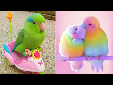 Smart And Funny Parrots Parrot Talking Videos Compilation (2025) - Cute Birds #36