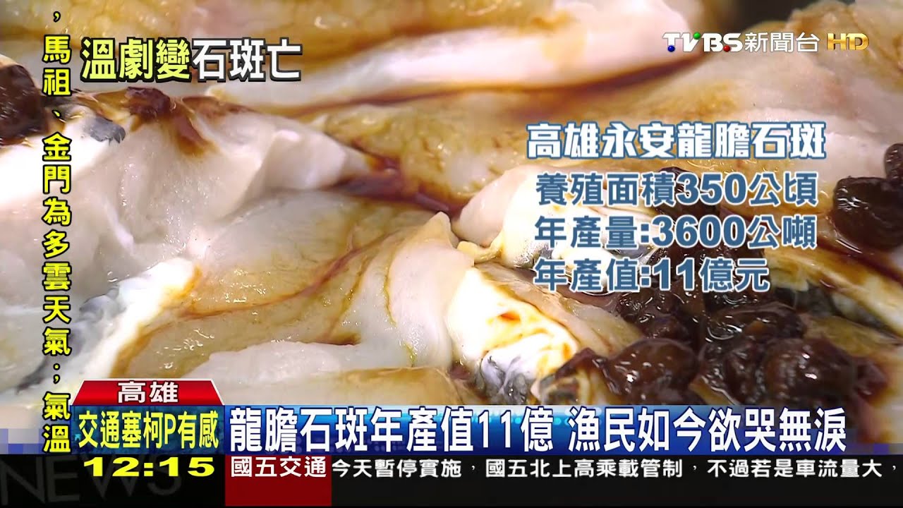 永安龍膽石斑凍死9成 恐斷貨或翻倍漲