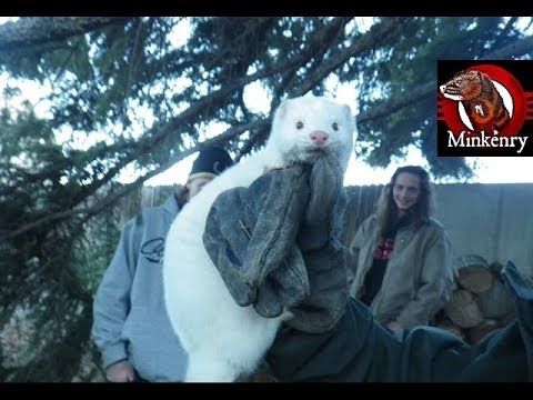 download lagu mp3 mp4 White Mink, download mp3 White Mink free download, download mp3 White Mink