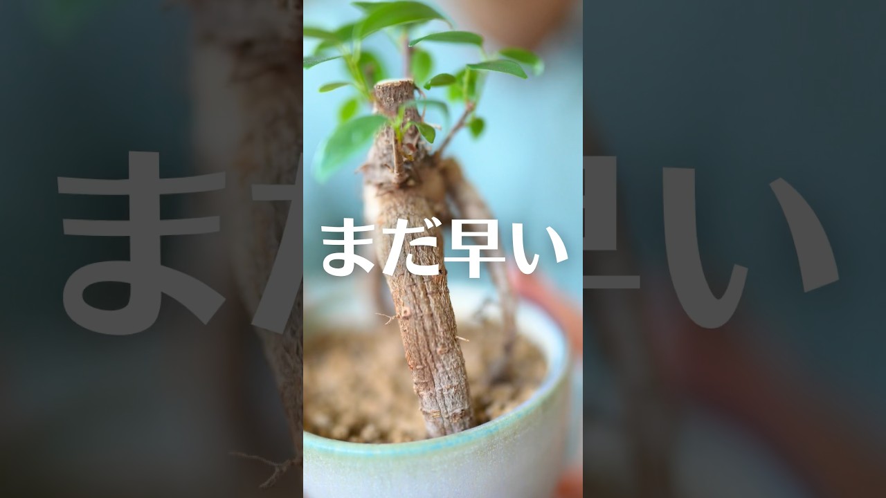 その水やり、まだ早いかも。ガジュマルの水やりはここ見て #観葉植物 #植物