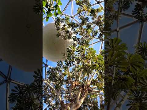 The Most Breathtaking Plant And Bird Conservatory In All Of Canada! #vancouverattractions  #travel