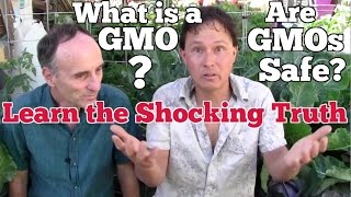 What&#39;s a GMO? Are GMOs Safe? Learn the Shocking Truth