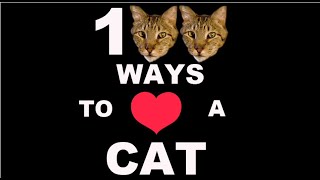 100 способов проявить свою любовь к кошке