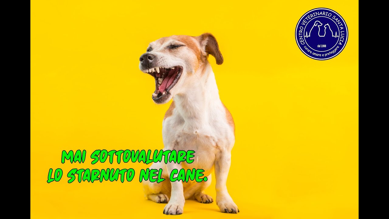 Watch Now 105 - Mai sottovalutare lo starnuto nel cane. Starnuto nel cane non sempre è solo un raffreddore 105 - Mai sottovalutare lo starnuto nel cane. Starnuto nel cane non sempre è solo un raffreddore