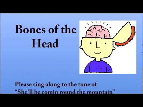 THE SKELETAL SYSTEM: Bones of the Head & Face Song