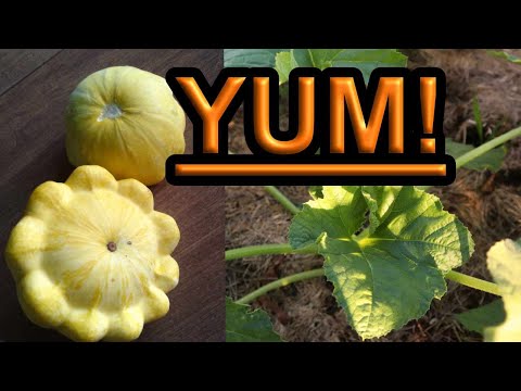 HOW and WHEN to Harvest Summer Squash!! Yellow Patty Pan, Delicious and Fun Squash!