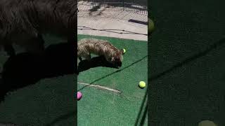 Video preview image #1 Pug-Unknown Mix Puppy For Sale in San Diego, CA, USA