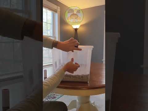 Mushroom Monotub Fruiting Conditions - When and How I Transition Pin Set & Mycelium Pinset #shorts