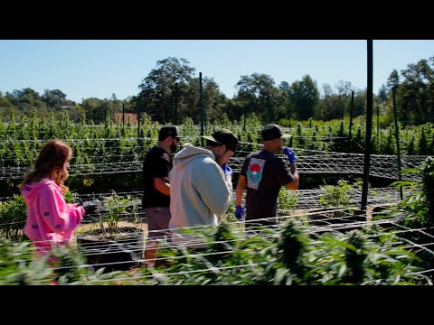 Searching for California’s Most Flavorful Cannabis Extract with Coldfire Genetics