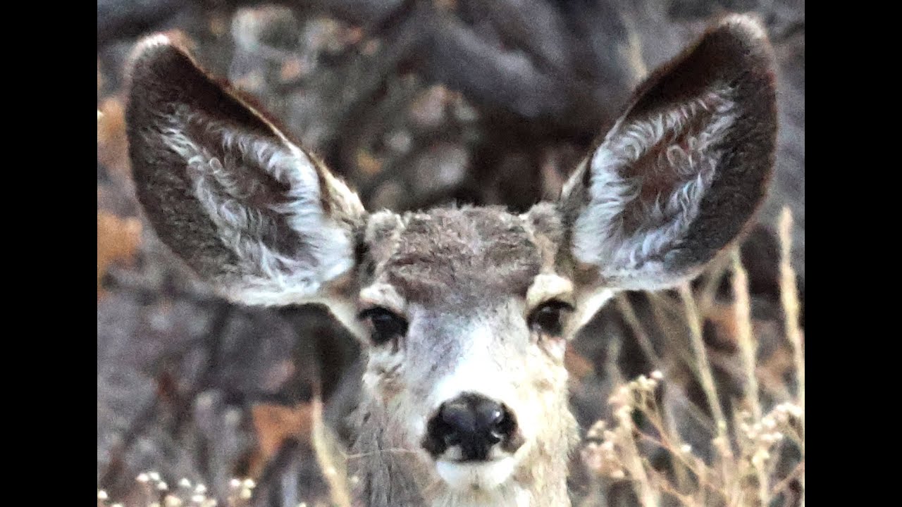 Chiricahua Mountain water tank in south east Arizona, along the creek. Lions, Bears & more.