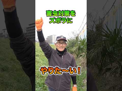 猫から菜園を守るには？庭に害虫を寄せ付けないようにするには、次の 7 つの自然なヒントを試してください。  庭園