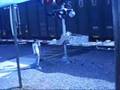 see that train