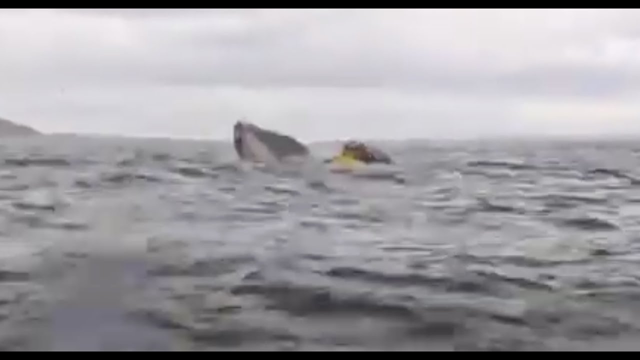 A humpback whale briefly swallows kayaker in Chilean Patagonia