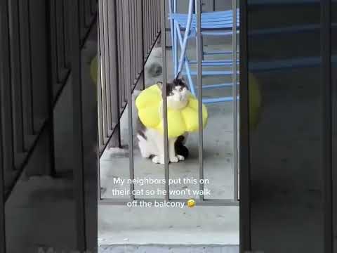 How To Stop Your Cat From Walking Off Balcony 🤣 #shorts