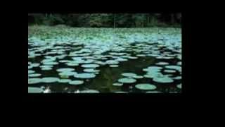 For Baby J - King Ramm by Lemon Jelly