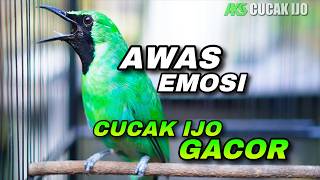 Download lagu AWAS EMOSI ! CUCAK IJO GACOR FULL BUKA PARUH COCOK UNTUK PANCINGAN IJO BISU AGAR CEPAT JAMTROK mp3
