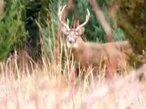 Monster Buck in Kansas seen in 2010, The King Buck