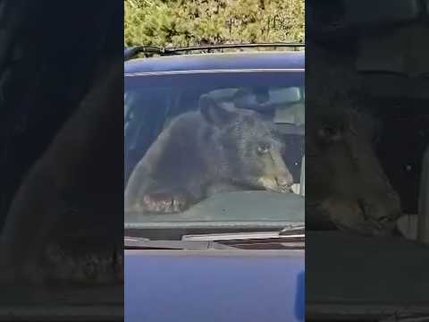 Bear rescued after locking itself in a car in Colorado