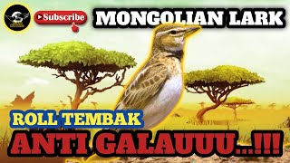 Download lagu Mongolian Lark - Roll Tembaknya Enak Nihh...!!?Jamin Anti Galauuu... !! mp3 Download lagu Mongolian Lark - Roll Tembaknya Enak Nihh...!!?Jamin Anti Galauuu... !! mp3