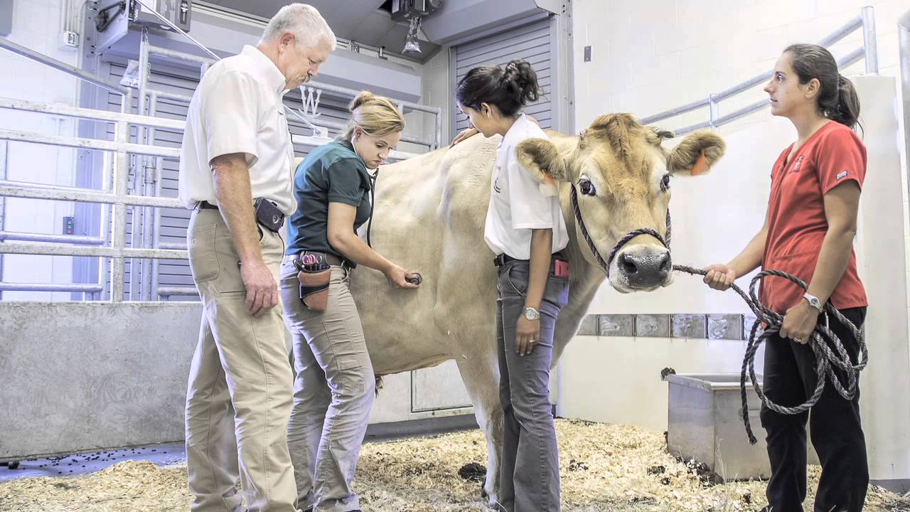 New UGA Veterinary Teaching Hospital Is A World-Class Facility