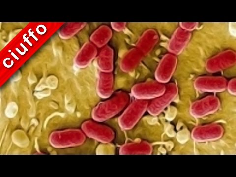 Aumentare il membro per sempre Aumentare la potenza del cibo