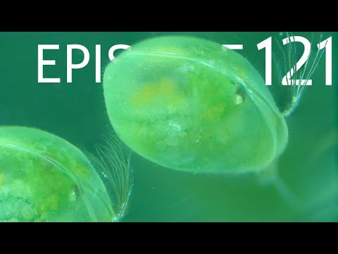 Episode 121 - Early Crustacean Evolution