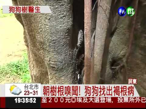 "聞"出癌症! 狗狗變身樹醫師