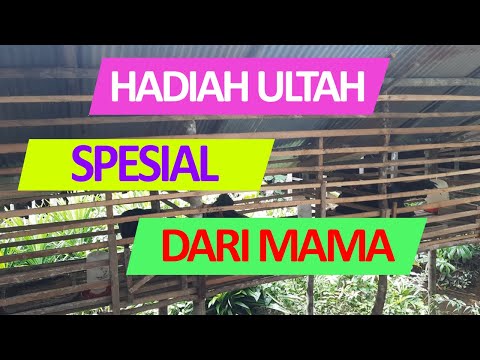 Short stories  my son's birthday gift