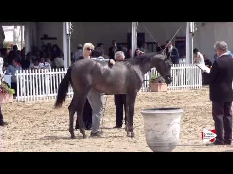 N.98 WAJEEH ATHBAH - Menton 2015 - Yearling Colts 1 year old (Class 6B)